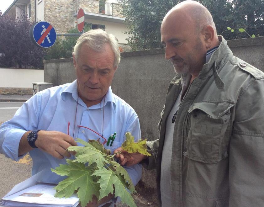 Allarme per i platani di viale IV Novembre: sono tutti malati 