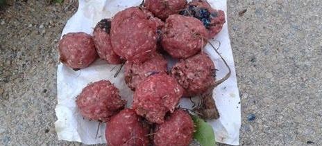 Polpette avvelenate nei prati 