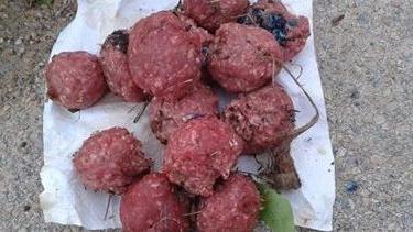 Polpette avvelenate nei prati