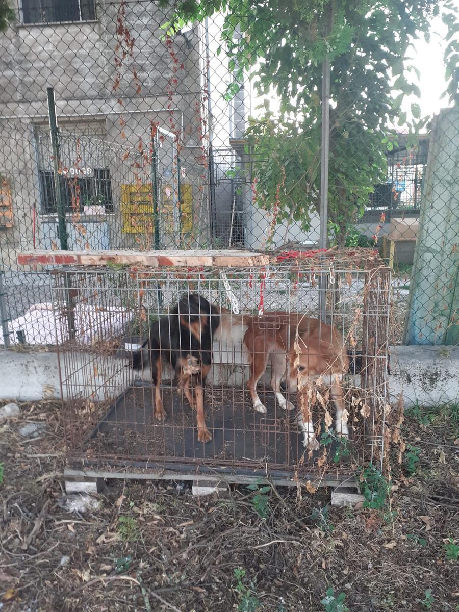Due Gattini E Due Cani Abbandonati Davanti Al Canile Gazzetta Di Reggio