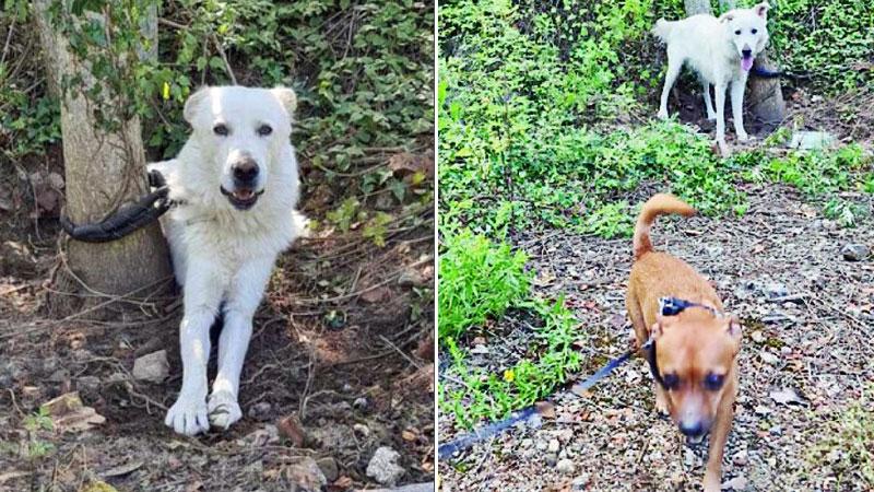 Pontedera, salvato dal meticcio Micky cane da giorni legato a un albero ...