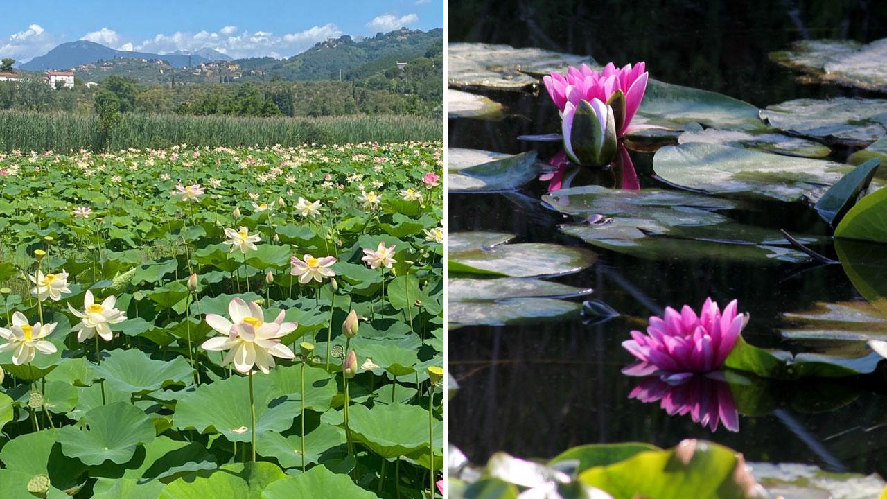 A Massarosa in Versilia una coltivazione di fiori di loto