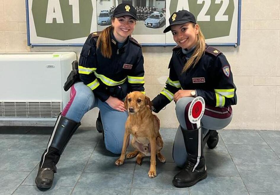 Campogalliano. Un cagnolino si perde e finisce in autostrada: salvato ...