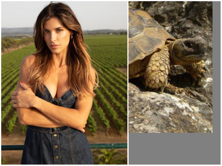 Elisabetta Canalis in auto con la figlia in Gallura blocca il traffico e  salva una tartaruga La Nuova Sardegna