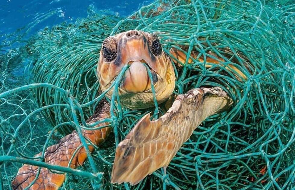 Creata la rete da pesca biodegradabile e rintracciabile - Ambiente e Pesca  - Mare 