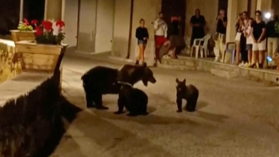 Individuati cuccioli dell&amp;#39;orsa Amarena, nuovo tentativo di cattura Il ...