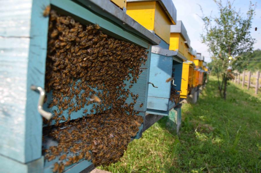 Le api escono dagli alveari ingannate dal caldo Gazzetta di Reggio