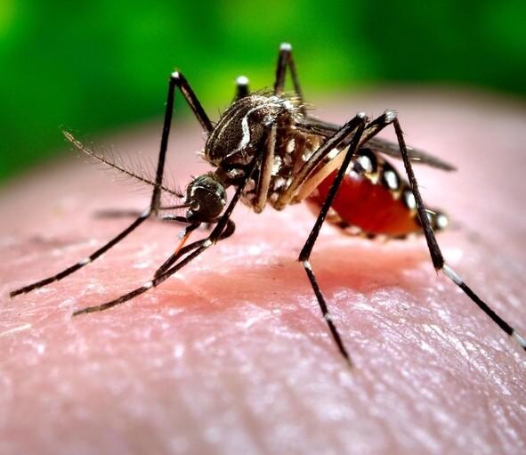 Dengue em Butte, condição, sintomas e riscos da doença de El Tirreno
