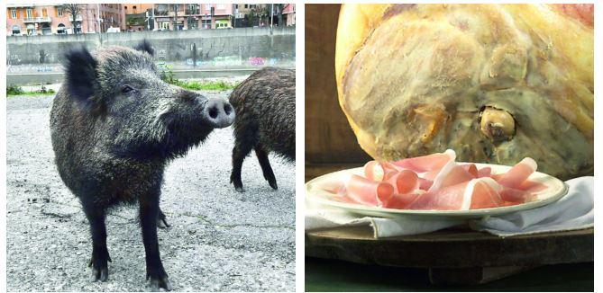 Peste suina, anche Parma nella zona rossa: trema il cuore della Food ...