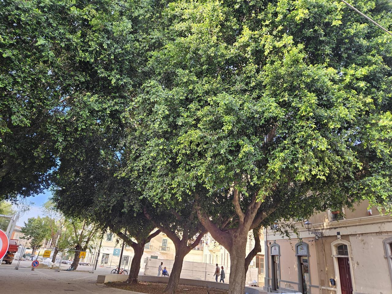 Potature e reti, il Comune di Oristano comincia la battaglia contro gli storni La Nuova Sardegna #finsubito richiedi mutuo fino 100%