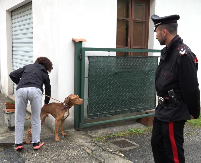Lucca, cane denutrito e legato a una catena salvato dai carabinieri ...