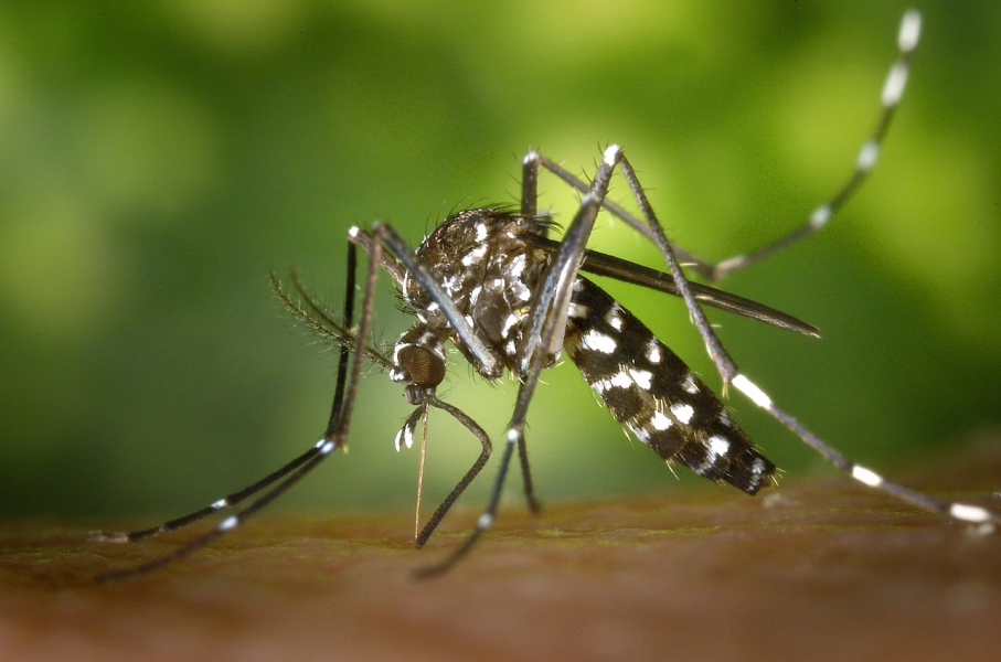 https://api-sites-prd.saegroup.abinsula.com/api/social/image/contentid/policy:1.100738320:1753187625/dengue.png