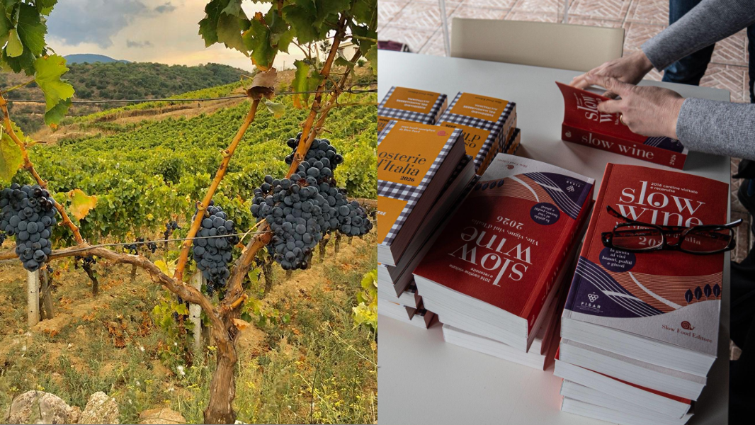 La guida Slow wine: ecco tutte le cantine sarde e le chiocciole assegnate  I numeri La Nuova Sardegna