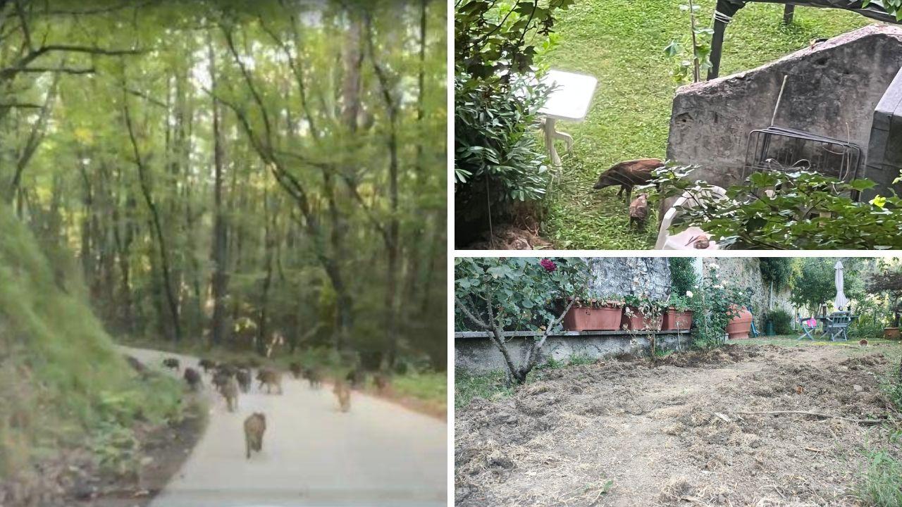 https://api-sites-prd.saegroup.abinsula.com/api/social/image/contentid/policy:1.100905915:1786551790/copia%20-%202026-08-12T182020.671.jpg