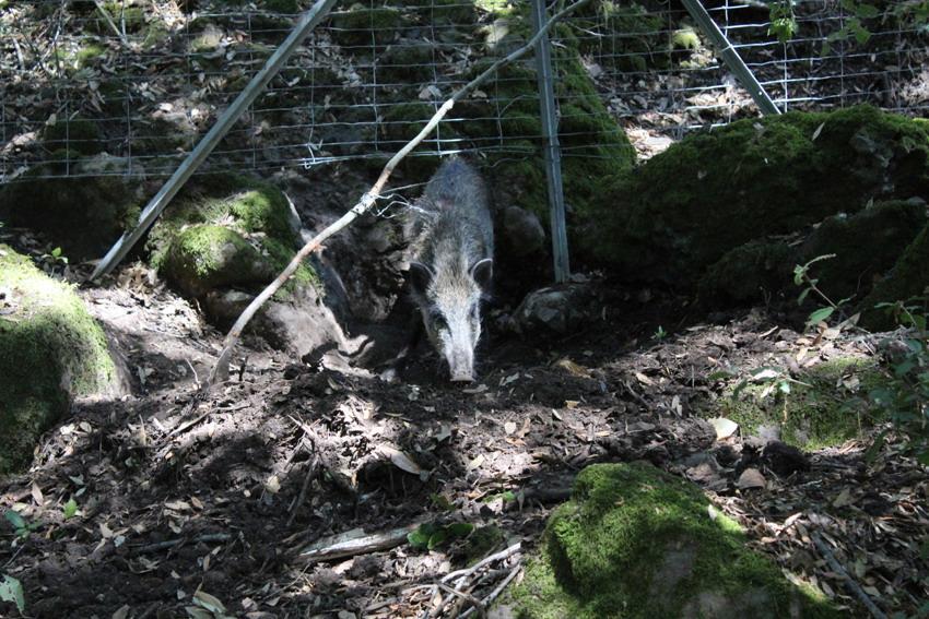 Montevecchio mobilitazione per liberare un cinghiale finito in