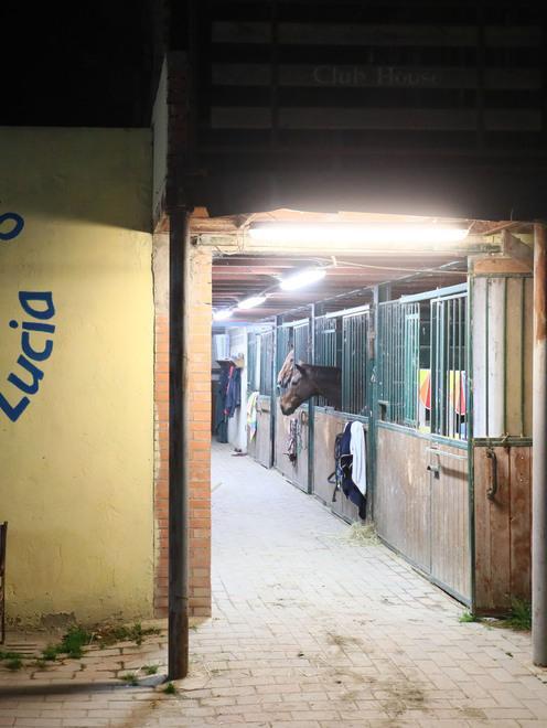 Paura per la caduta da cavallo La Nuova Ferrara