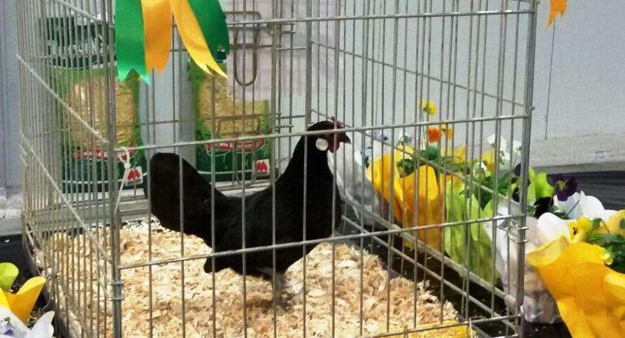 È di Nughedu la più bella gallina da esposizione - La Nuova Sardegna