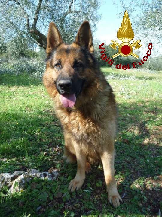 Addio Scarck, cane eroe dei vigili del fuoco - Il Tirreno