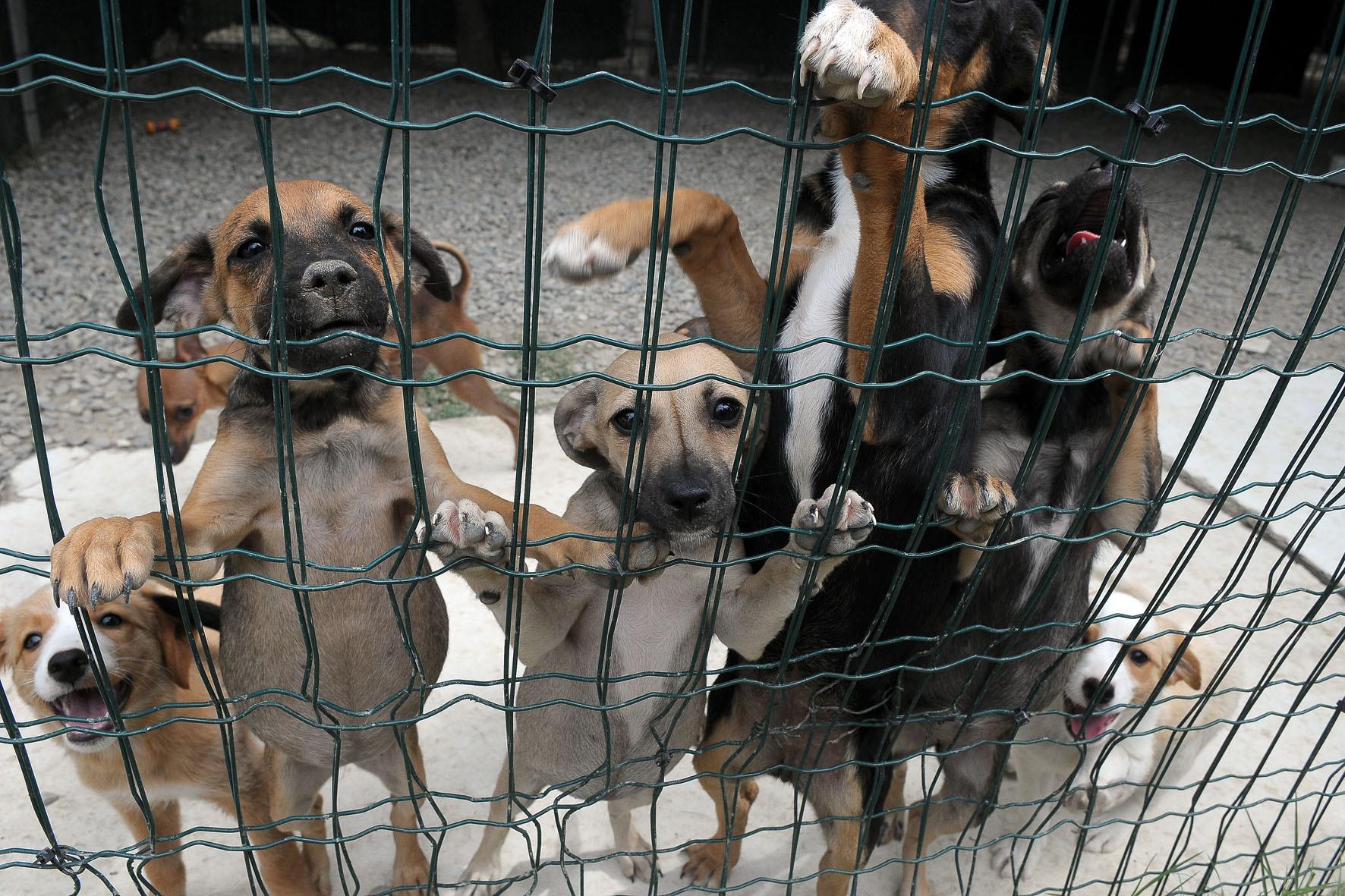 canile di modena cuccioli da adottare