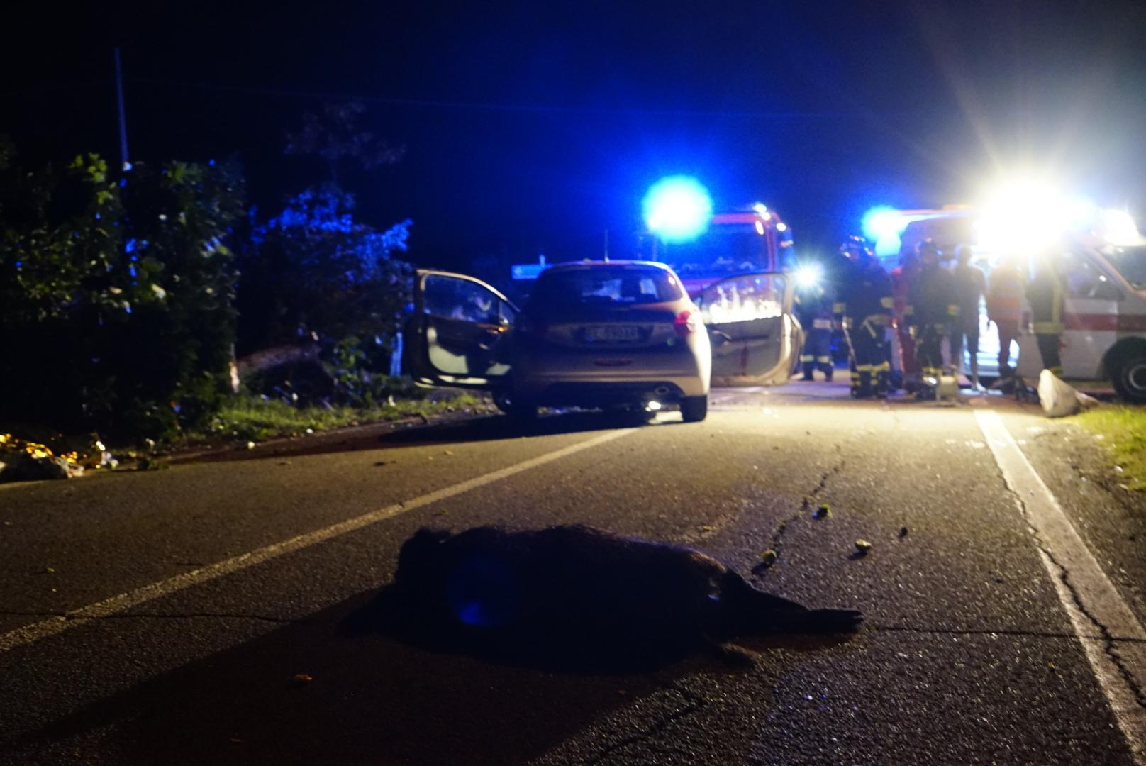 Modena 449 Incidenti Stradali Provocati Da Animali Selvatici In 5 Anni 