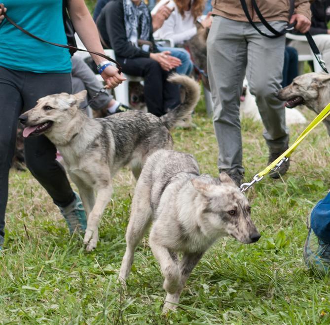 Il Lupino del Gigante una razza reggiana che rischia l’estinzione Gazzetta di Reggio
