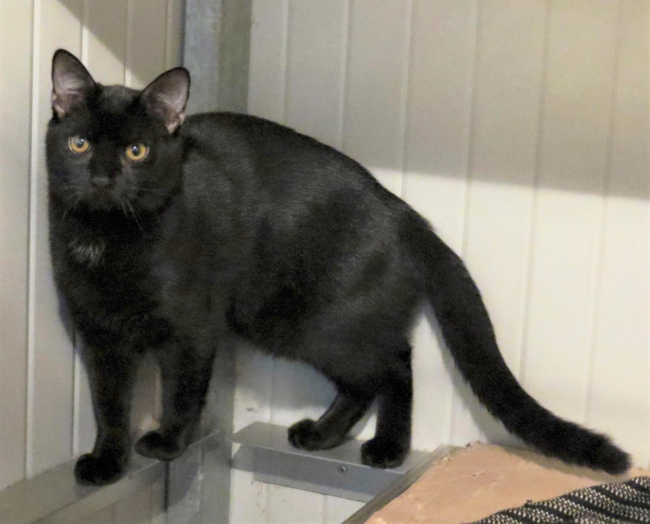 Il Gattile «Abbiamo bisogno di donazioni» Gazzetta di Modena Il Gattile «Abbiamo bisogno di donazioni» Gazzetta di Modena