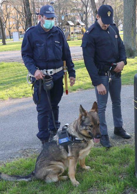 Il cane Aaron fiuta eroina Fermato con la droga - La Nuova Ferrara