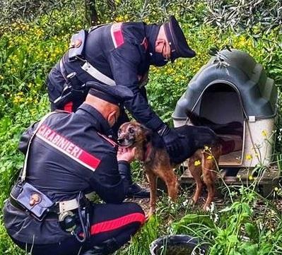 Legato all'albero e con il fango nella ciotola: Athos salvato dai ...