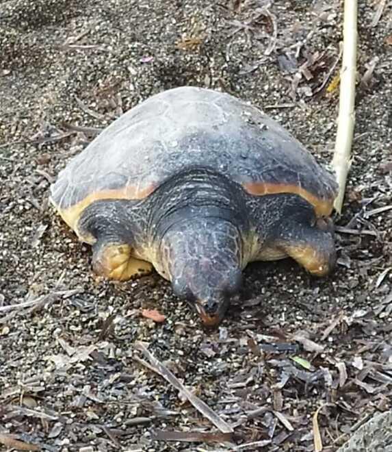 Tartaruga morta analisi sulla carcassa per
