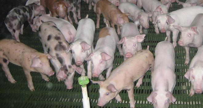 Api Suina La peste suina colpisce anche Bottidda La Nuova Sardegna