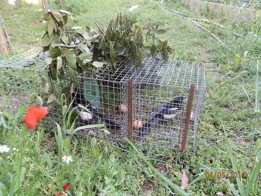 Trappola Per Sciami Di Api - Gabbia In Tessuto E Acciaio, Leggera E Portatile Per Apicoltori E Giardini - Foto 7
