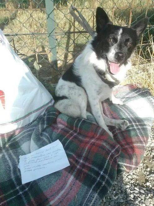 La storia di Bart, dolce cane abbandonato... con una lettera ...