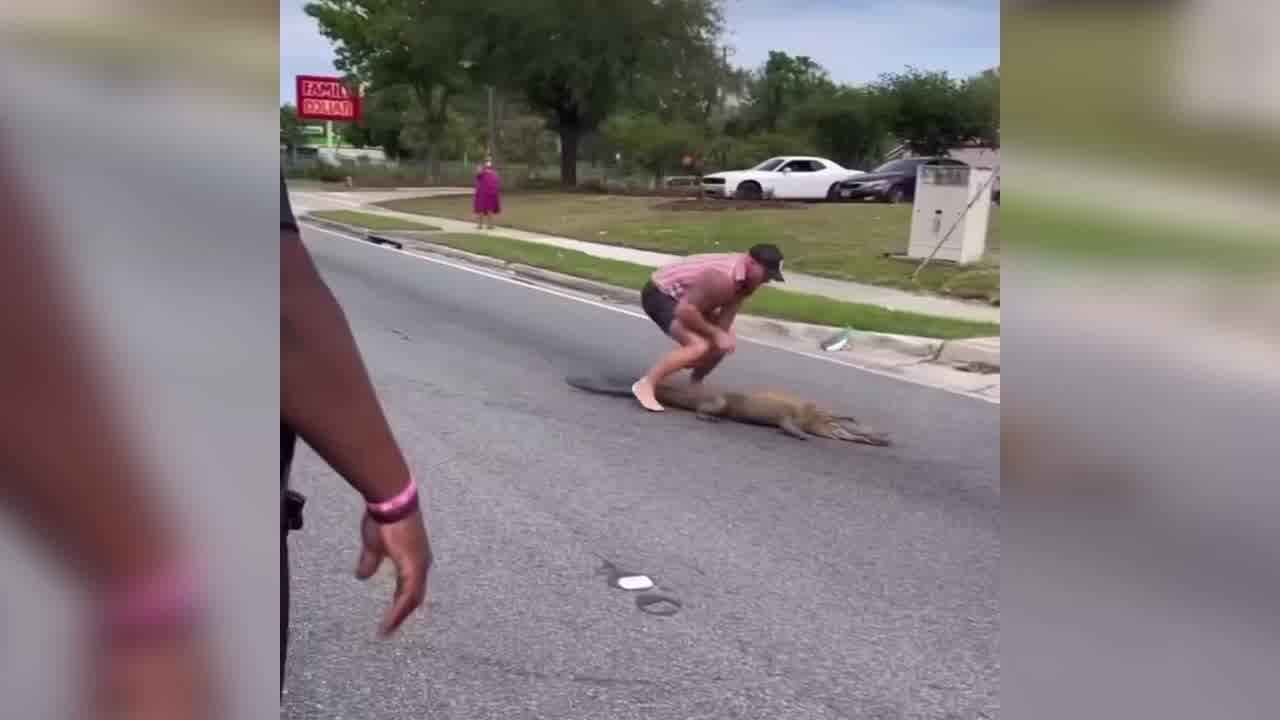 Florida, c'è un alligatore in strada: ci pensa un lottatore a mani nude