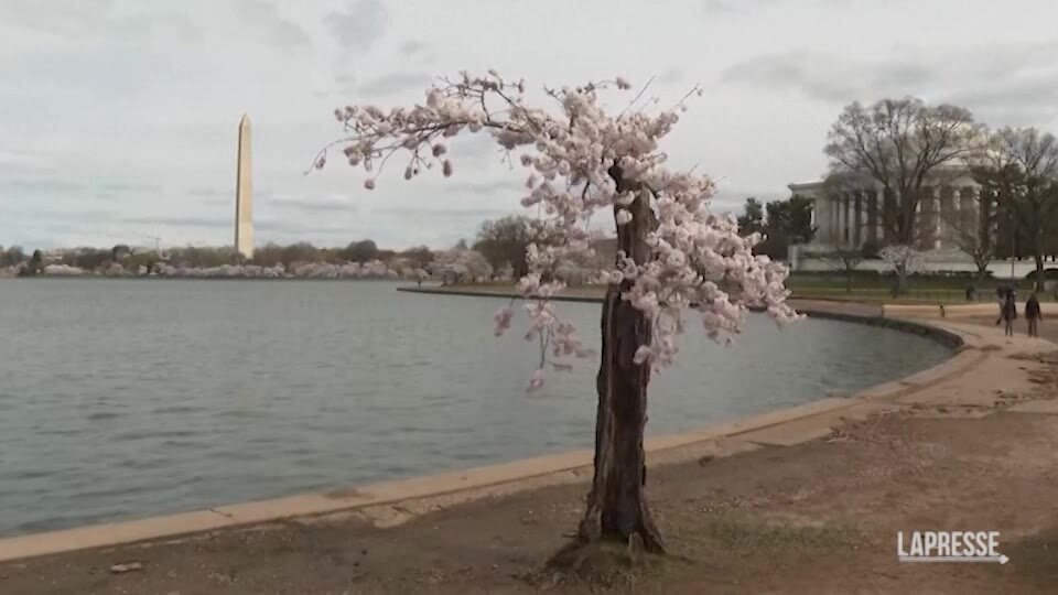 Washington saluta Stumpy, il ciliegio diventato un fenomeno sui social