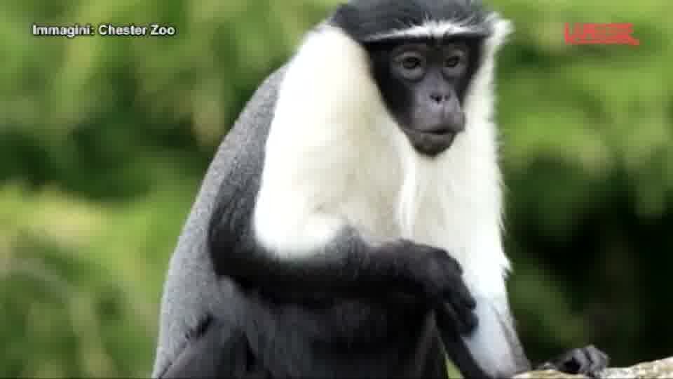 Regno Unito, allo zoo di Chester arriva una famiglia di scimmie roloway