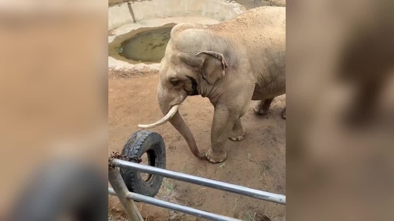 L'elefante gentile, ecco come restituisce la scarpa al bambino (il video tornato virale)