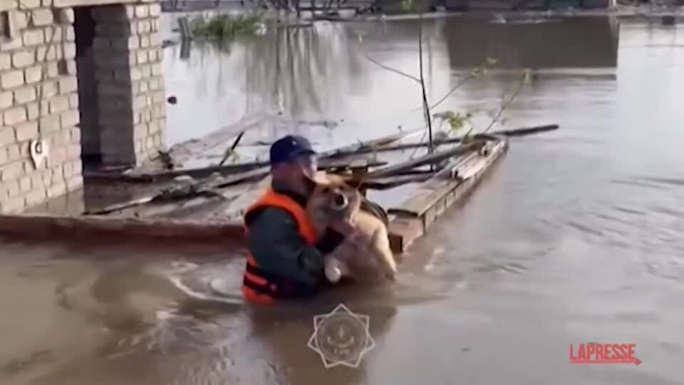 Alluvione in Russia, il salvataggio di molti animali bloccati sui tetti delle case