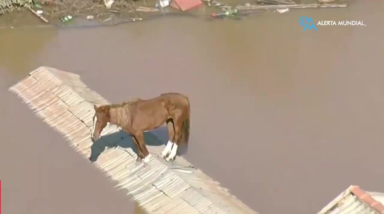 Alluvione in Brasile, il cavallo Caramelo bloccato sul tetto diventa un simbolo di speranza