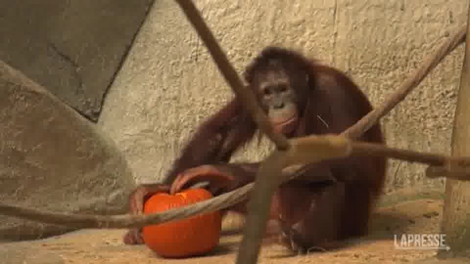 Usa, allo zoo di Chicago gli animali "festeggiano" Halloween