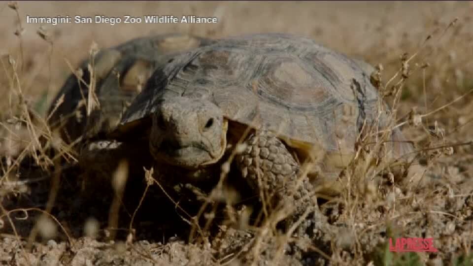 Stati Uniti, 70 tartarughe del deserto reintrodotte in natura
