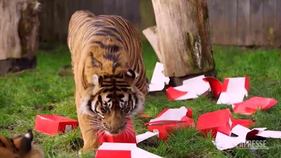 Londra, animali dello zoo giocano con i calendari dell'Avvento
