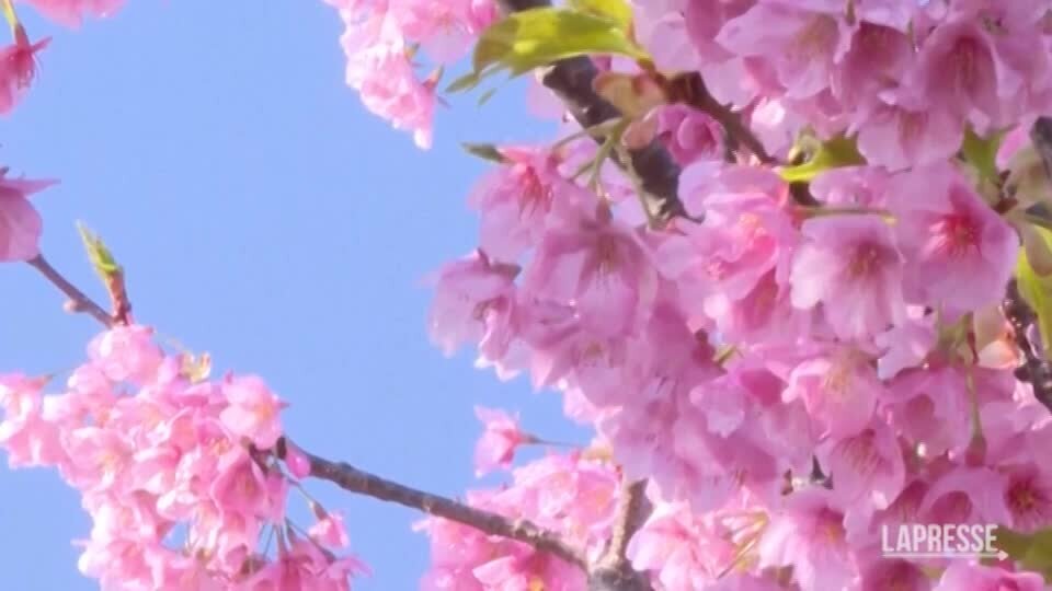 Giappone, il clima mite fa sbocciare i fiori di ciliegio
