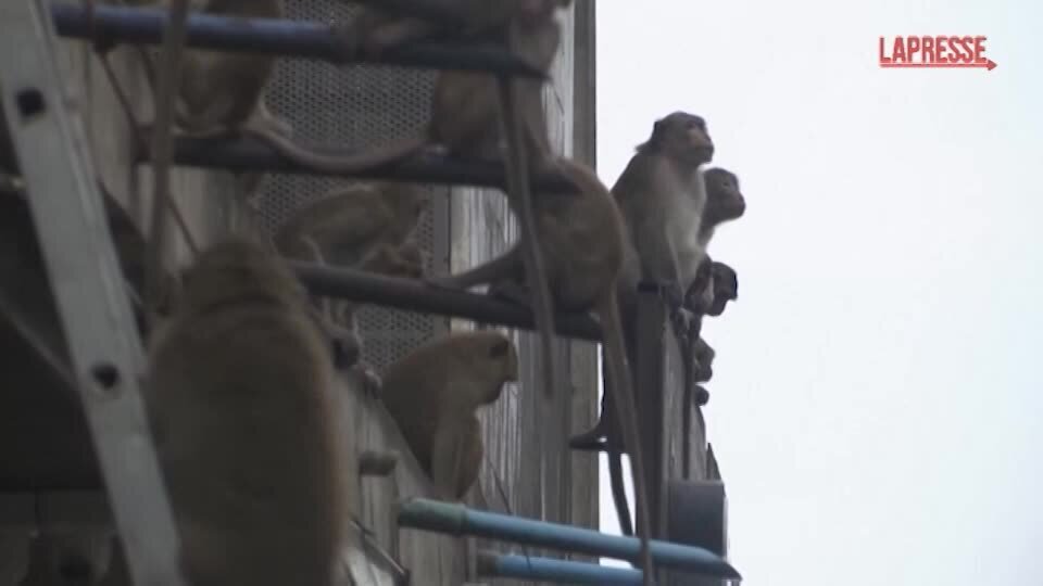 Thailandia, trappole con frutta per catturare le scimmie aggressive