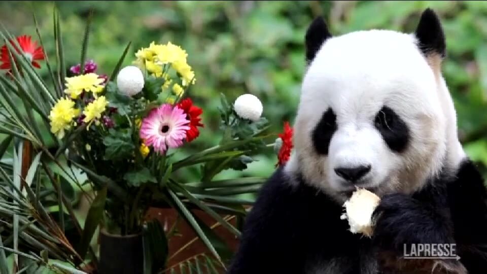 Malesia, festa di compleanno per due panda allo zoo di Kuala Lumpur