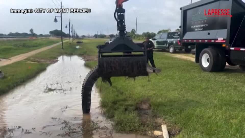 Texas, alligatore di oltre 3 metri rimosso da un fossato