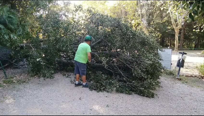 Livorno, cade un albero nel parco di Villa Maurogordato