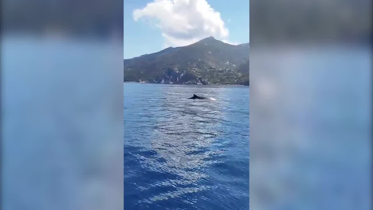Spettacolo all'Elba, due delfini giocano con due balenottere