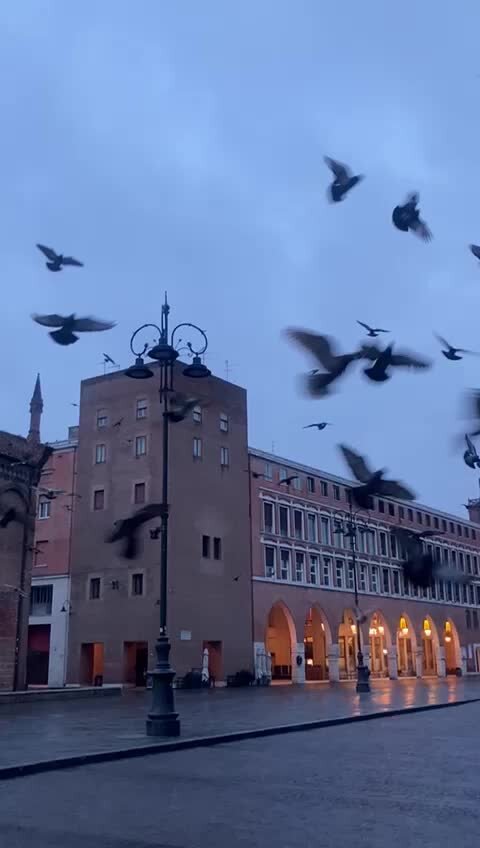 Ferrara, frotte di piccioni banchettano all'ombra del campanile