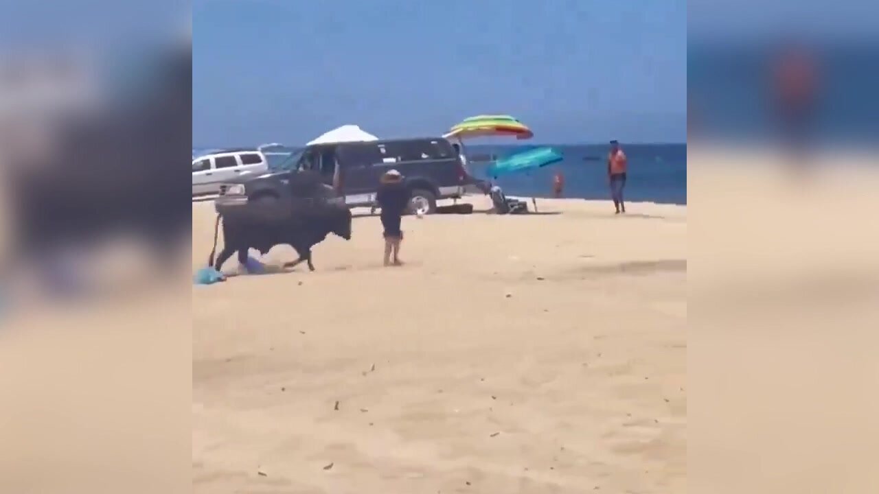 Un toro semina il panico sulla spiaggia in Messico: attaccata una donna