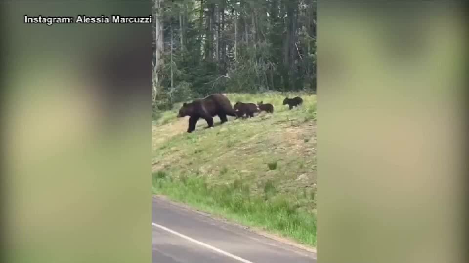 Trentino, Alessia Marcuzzi posta un video di orsi da Yellowstone: "Non serve la vendetta"